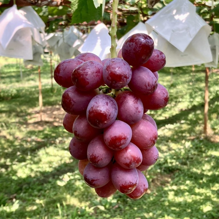 クイーンルージュ