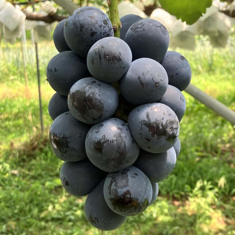 ナガノパープル