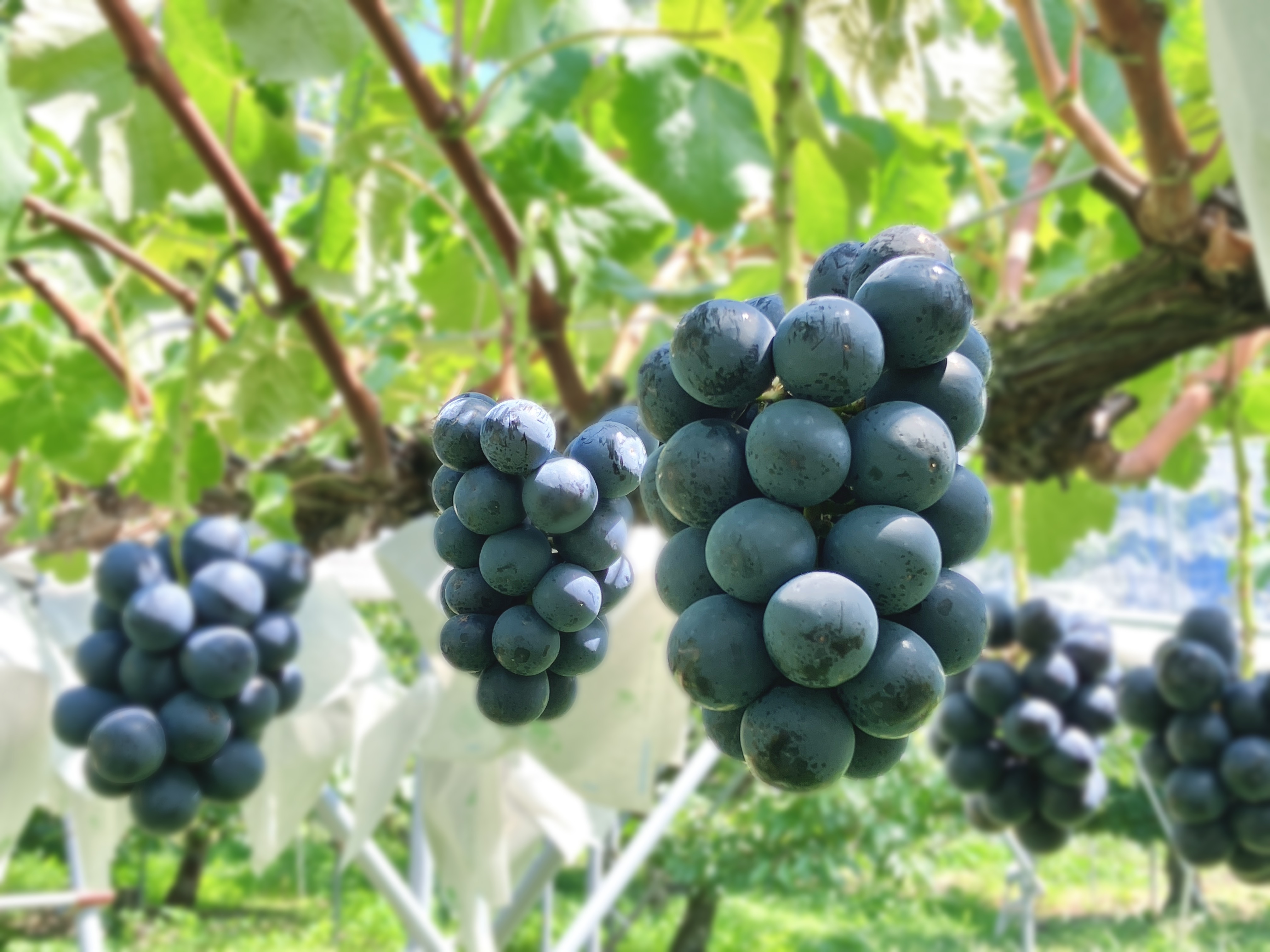 ナガノパープル